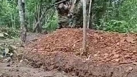 Exchange of fire broke out between the armies of Thailand and Cambodia