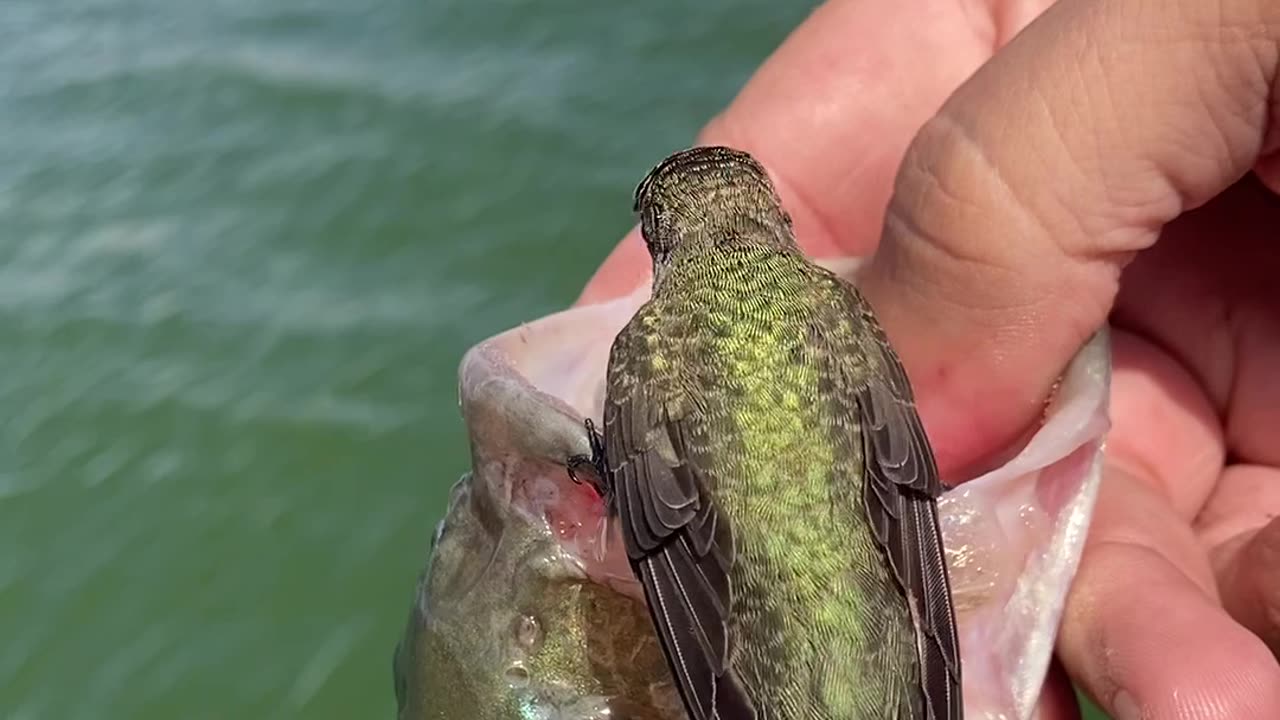 Hummingbird on my Bass