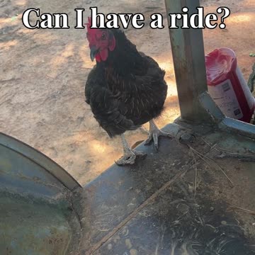 Can I have a ride?