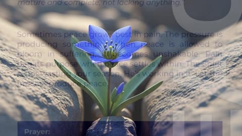 Peace that blooms in Suffering