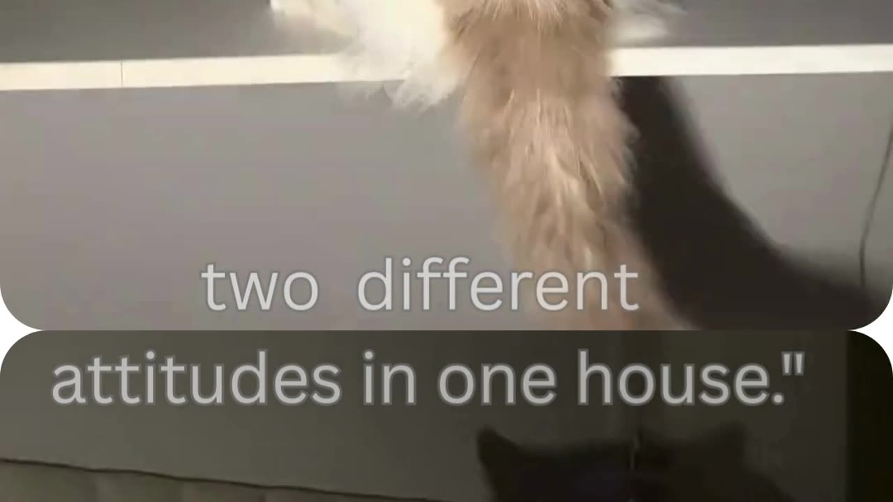 Funny Dog and Cat Moments: The Ultimate Compilation