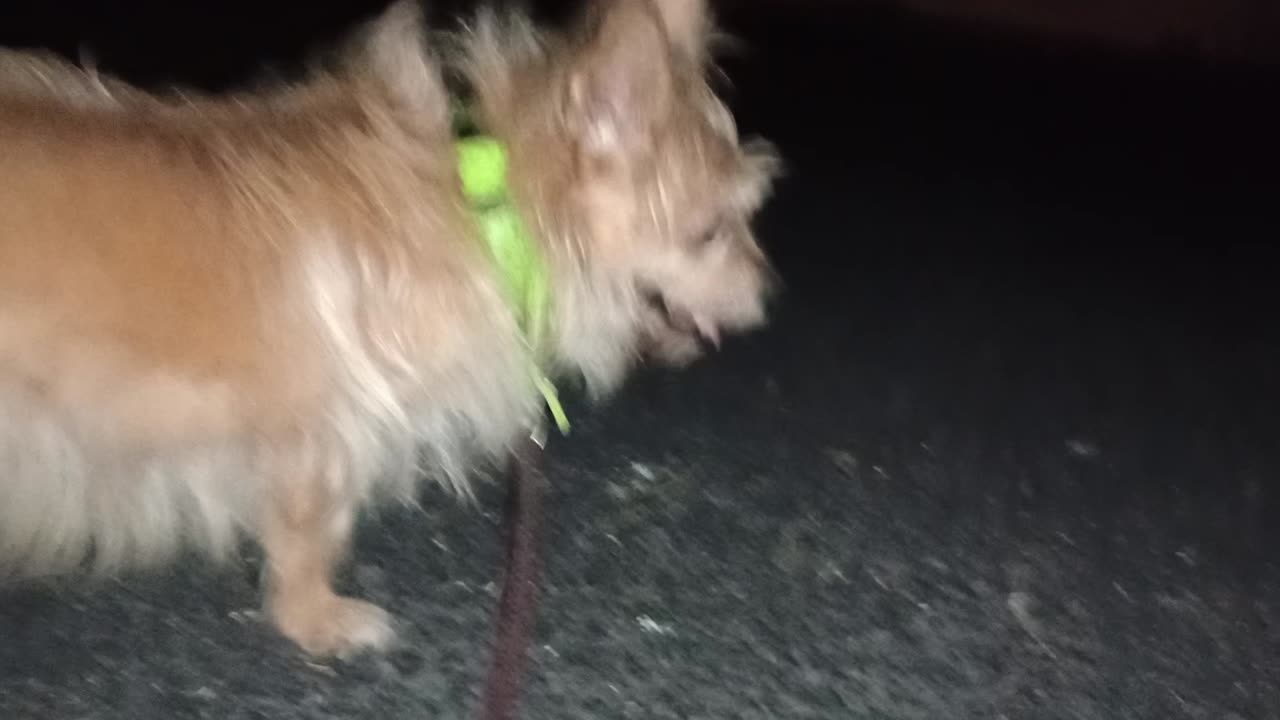 Kiko ChaCha Paco doggie walk I was able 2 get both Kiko ChaCha on much needed doggie walk2025916173
