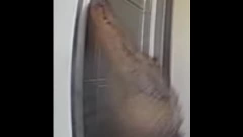 Alligator Tries to Enter Florida Home