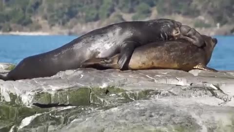 Nice Elephant Seals