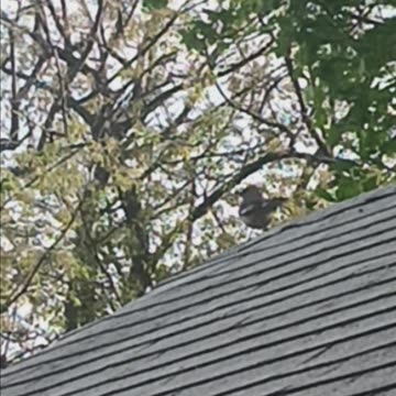 Thrush bird or Mockingbird