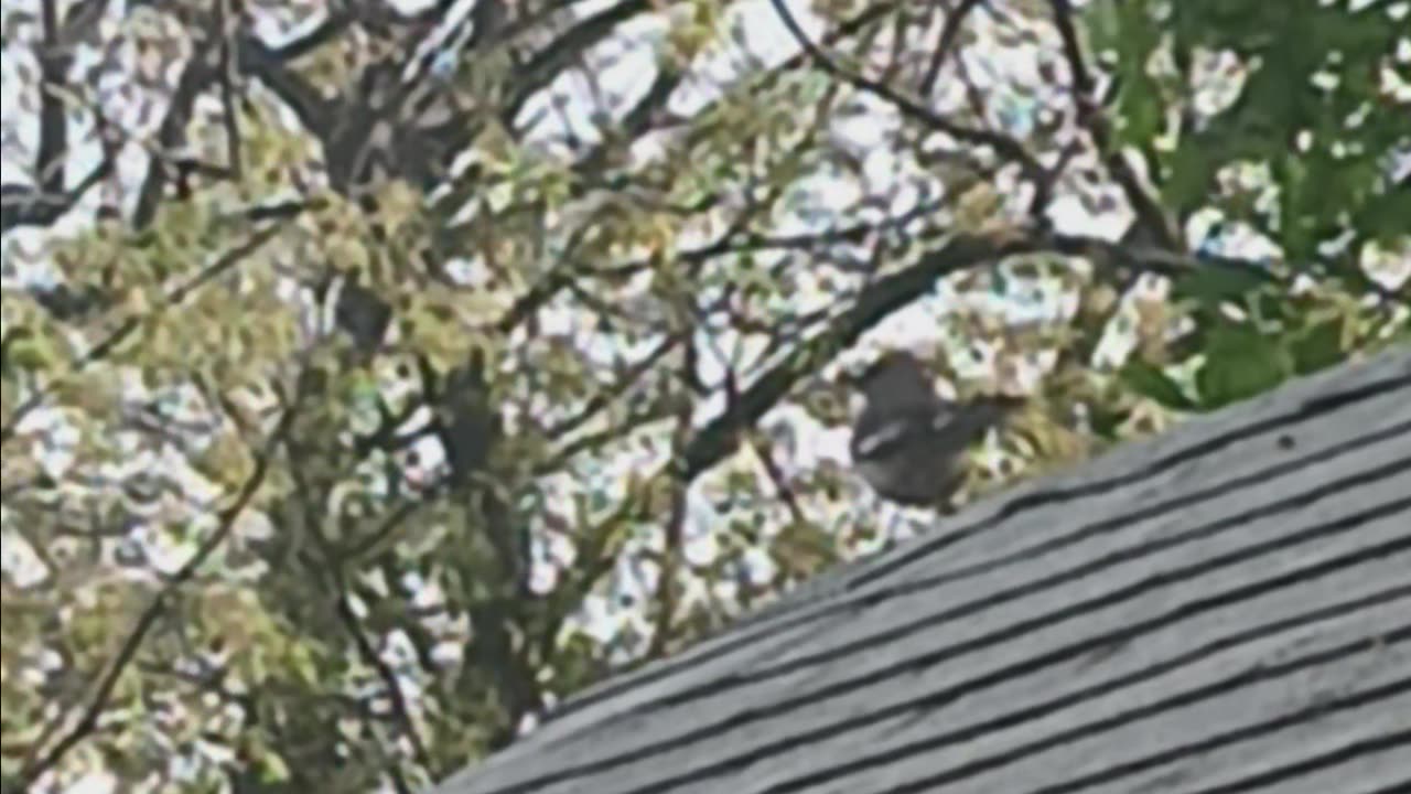 Thrush bird or Mockingbird