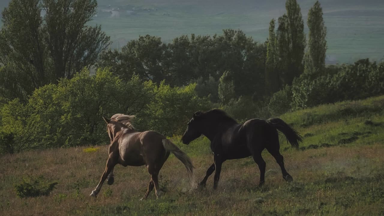 Black and Brown by Аnna Medseason | 4K Screensaver for TV Frame