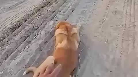 funny dogs