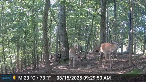 The Woods – 08/15/2025