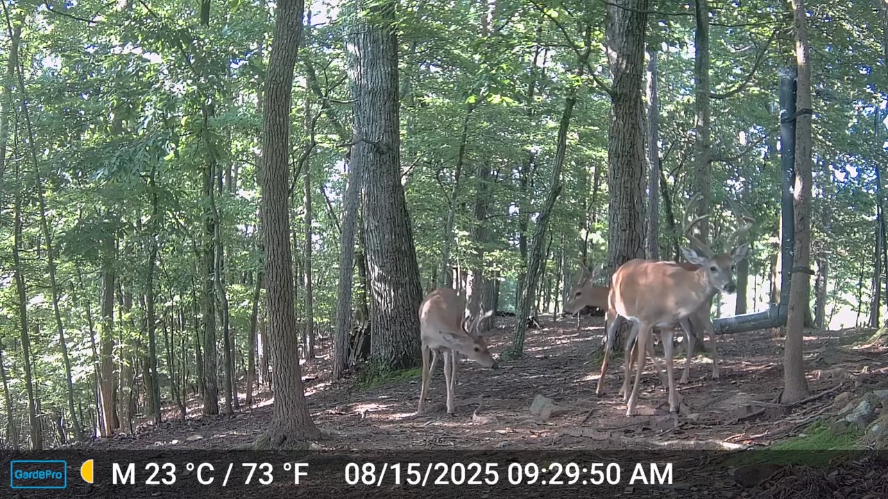 The Woods – 08/15/2025