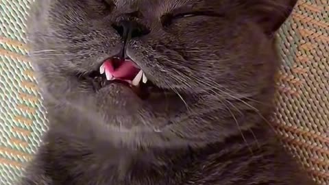 Good 👍 cat