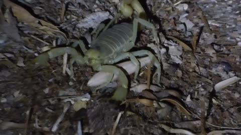 Cute scorpion face!