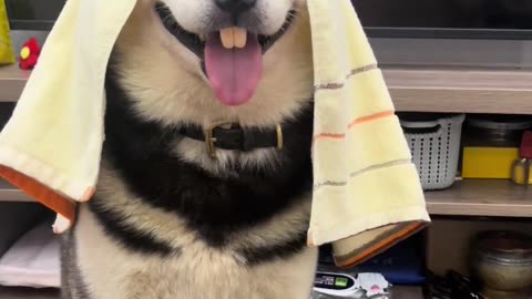 What breed of dog is this