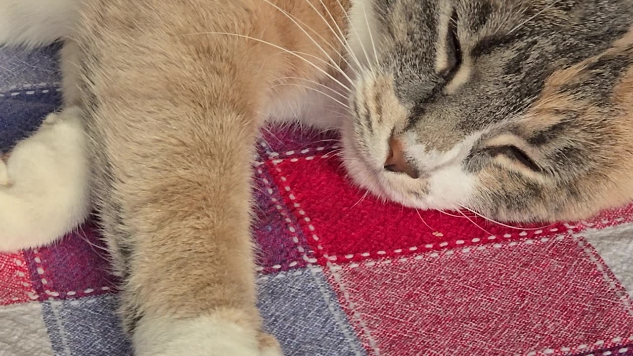 Miss Kitty.