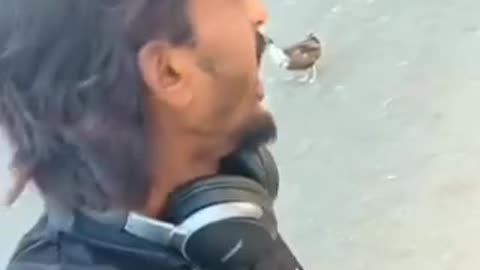 Funny duck 🦆😂 video
