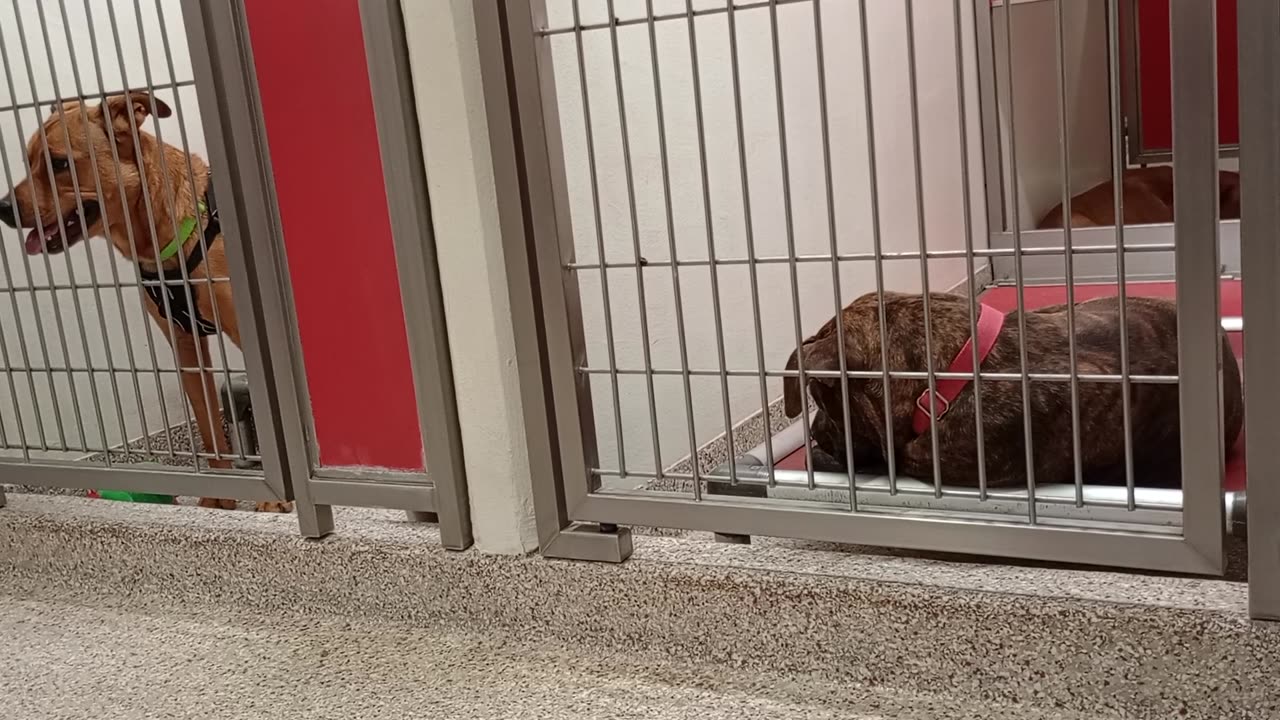 Loyas-bed 2y A850532 Coco 2y A861395 kennel 167 PACC shelter she seems lovely easygoing gal 2 me