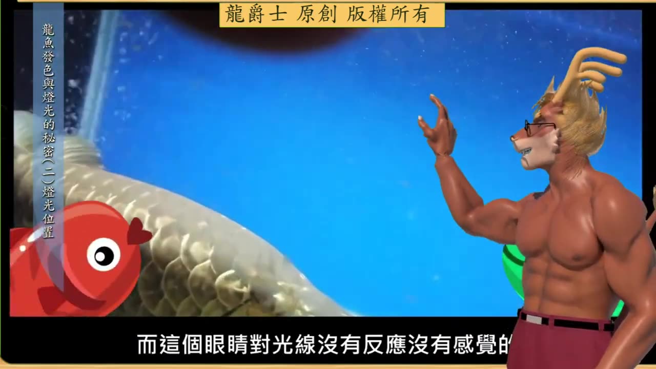 【龍爵士】龍魚百科 燈光位置