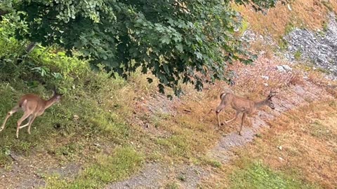 Deer Milledgeville Saint John NB