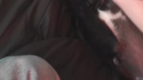 Bandit having fun