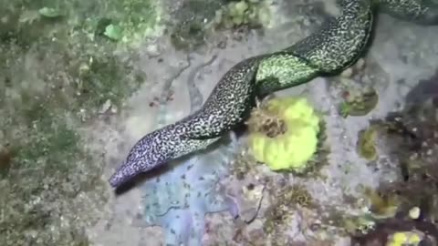 😂🐙 Octopus Outsmarting an Eel! | FunFM