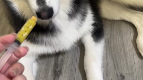 Husky Doesn't Want to Take His Medicine