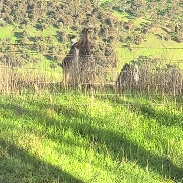 Kangaroos fighting
