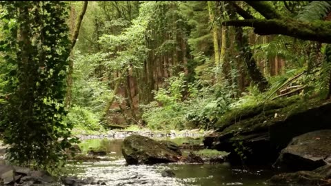 Melodious Chirping of Bulbul Birds in the Heart of the Peaceful Forest – Nature's Soothing Sounds