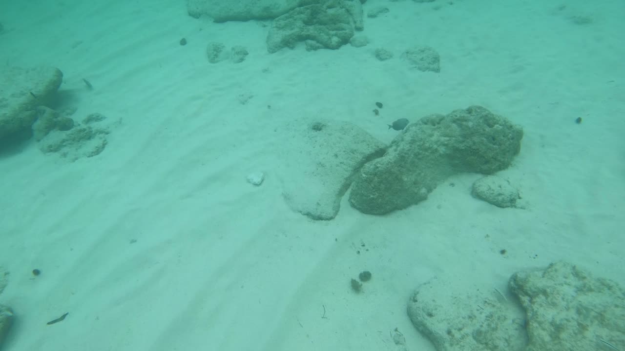 Spotted: Blue Tang Snorkeling in Grand Cayman