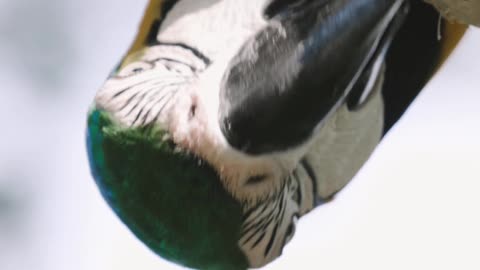 Animal