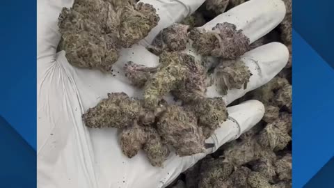 Blockberry THCa Flower (33%) | Euphoric Indoor Hybrid | Available Bulk & White-Label