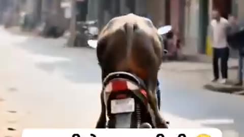Funny video #rumble