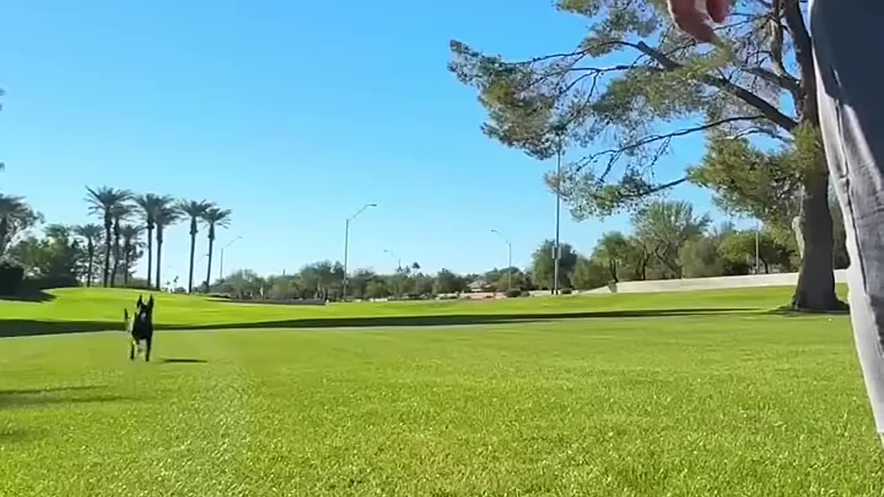 Dog Training
