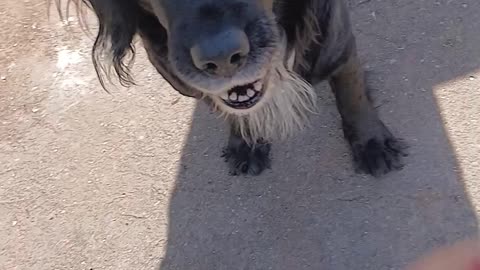 Teaching lola to bark when the woman who feeds her & runs off arrives