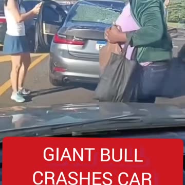 GIANT BULL CRASHES CAR