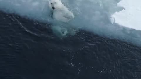Polar bear skinny dipping in the warm waters of the arctic