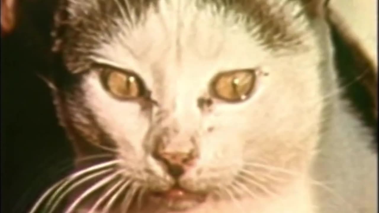 The Pottenger's Cats: A Study in Nutrition