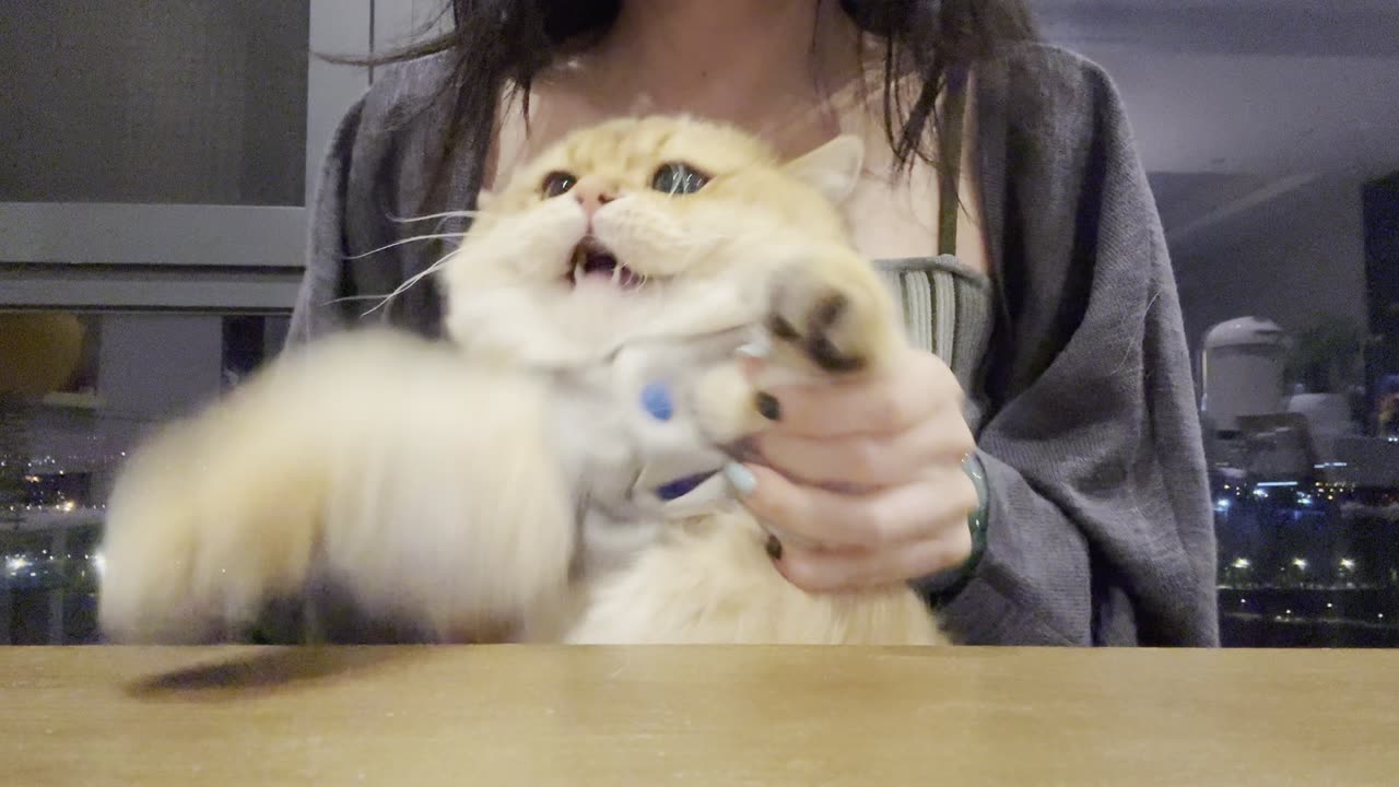 Cute pets kick freeze-dried challenge 😺