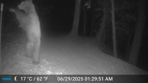 Bear Up and Over
