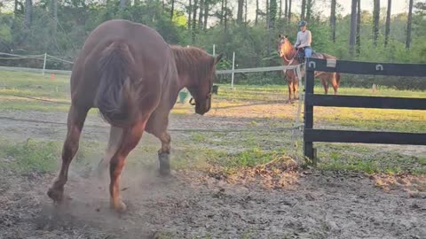 Horse Fumbles And Somersaults During Lunging