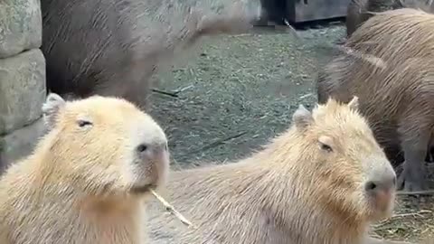 😂🐹 Capybara Party Time! | FunFM