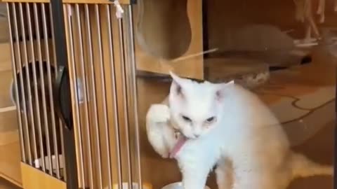 Funny animals