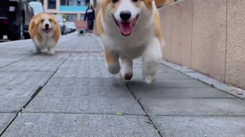 Wow! A corgi so happy it's about to take off!