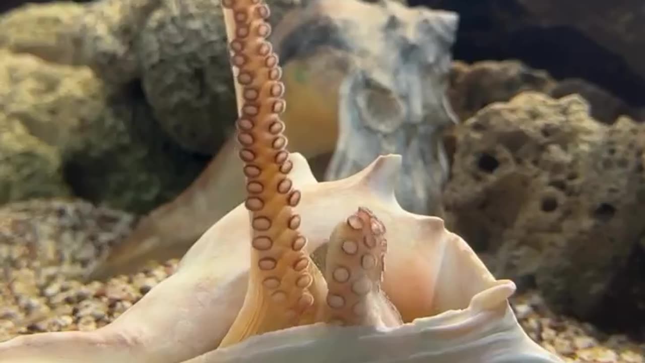 Stretch those arms (or tentacles), it's the start of a new week!