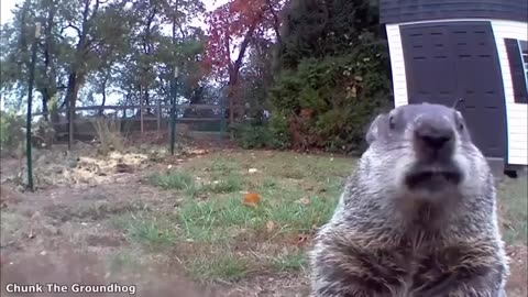 Funny Animals