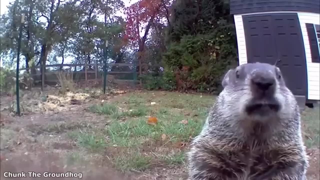Funny Animals
