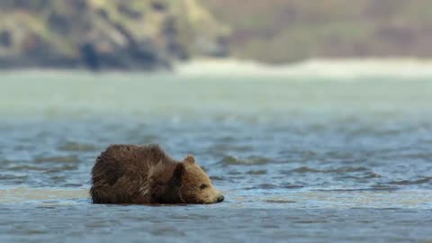 Bears
