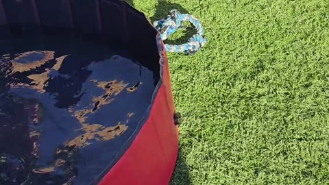 😂🐠 He's Afraid of Water, But His Reaction is HILARIOUS! | FunFM