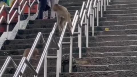 🤣🙈 Monkey See, Monkey Do – You Won’t Believe This Copycat! | FunFM