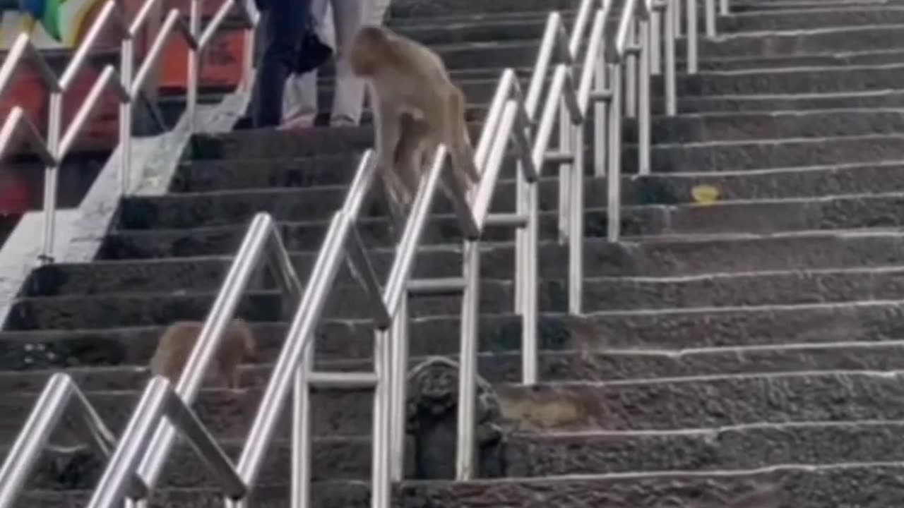🤣🙈 Monkey See, Monkey Do – You Won’t Believe This Copycat! | FunFM
