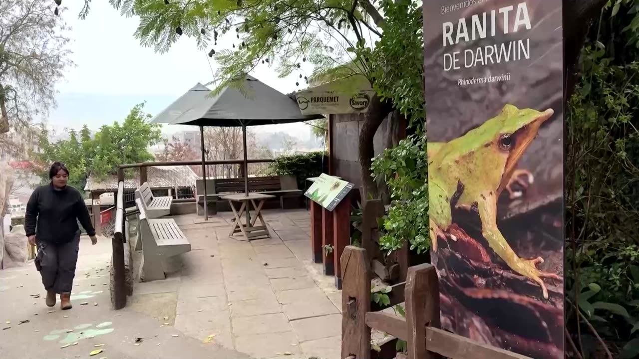 Chile steps up action to save tiny Darwin's frog on the brink